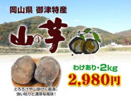 【季節限定】【送料無料】岡山御津特産　　山の芋(わけあり・2kg)